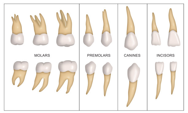 人类牙齿的种类图片下载