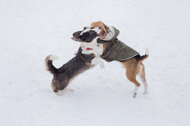 可爱的威尔士柯基犬和英国比格犬在冬季公园的白雪上玩耍。宠物的动物。图片下载