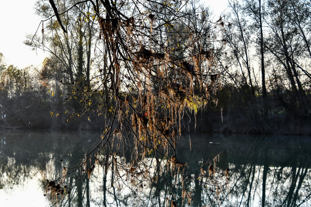 树木在冬天，数码照片图片作为背景图片下载