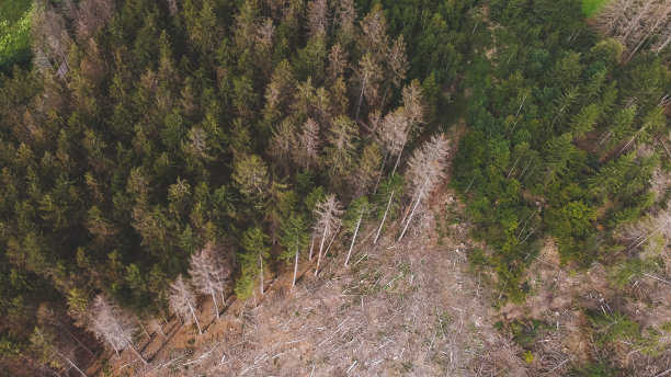 健康森林与被毁森林的边界（鸟瞰图）图片下载