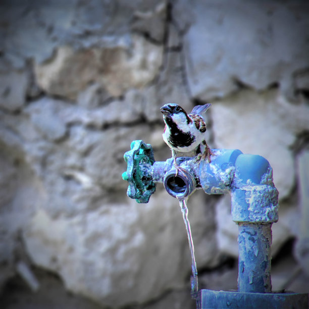 夏天小鸟喝水图片下载