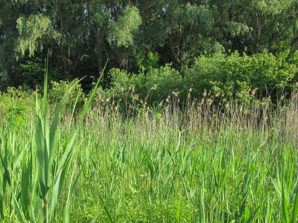 郁郁葱葱的灌木丛和森林图片下载