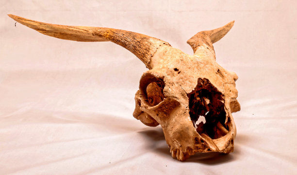 干山羊颅骨与大图片下载