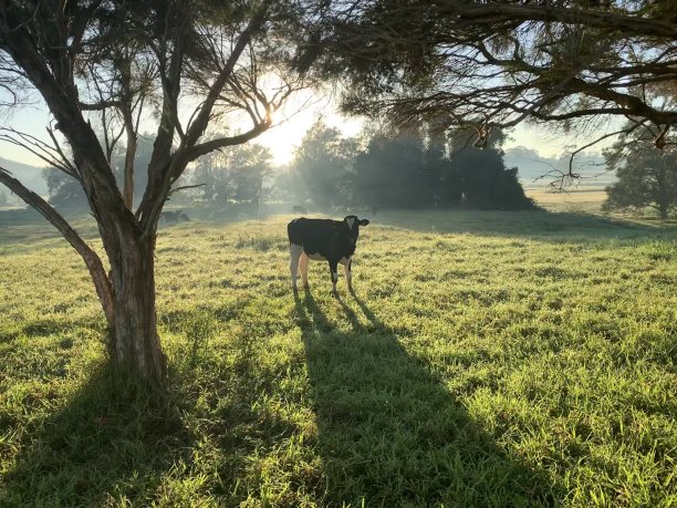 好奇的小母牛图片下载