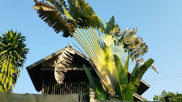 马达加斯加Ravenala /旅行者的手掌图片下载