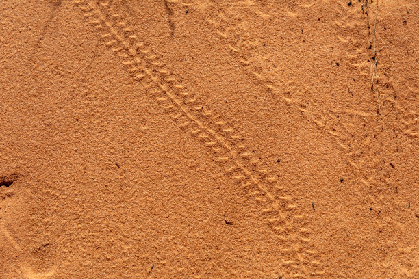 在犹他州和亚利桑那州，昆虫和动物在海浪中行走图片下载