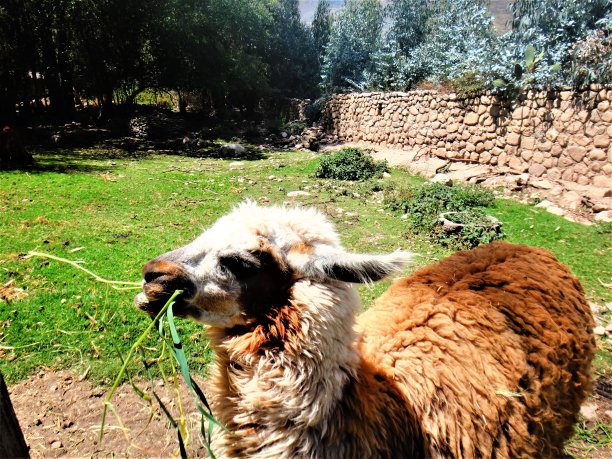 秘鲁可爱的美洲驼图片下载