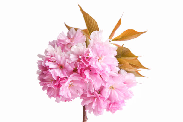 盛开的樱花支行图片下载