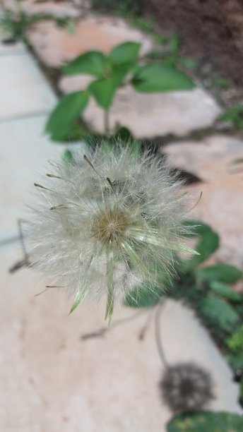 自然的花朵图片下载