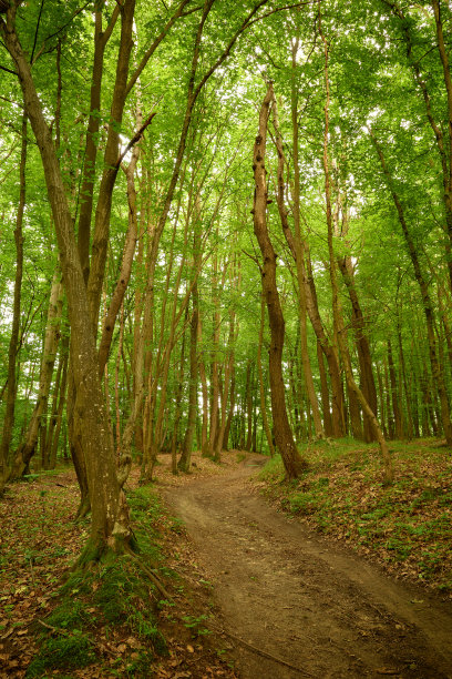 在绿色的树林里难以置信的散步图片下载