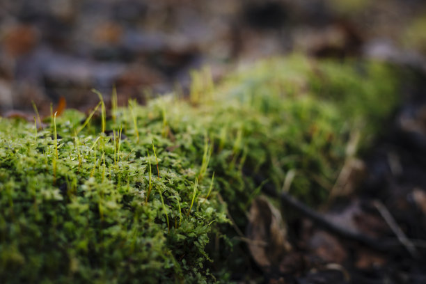 树根上的青苔的特写照片图片下载