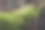 树根上的青苔的特写照片图片下载