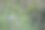 花园里盛开着薰衣草花。图片下载