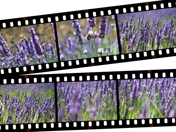 薰衣草田图片下载