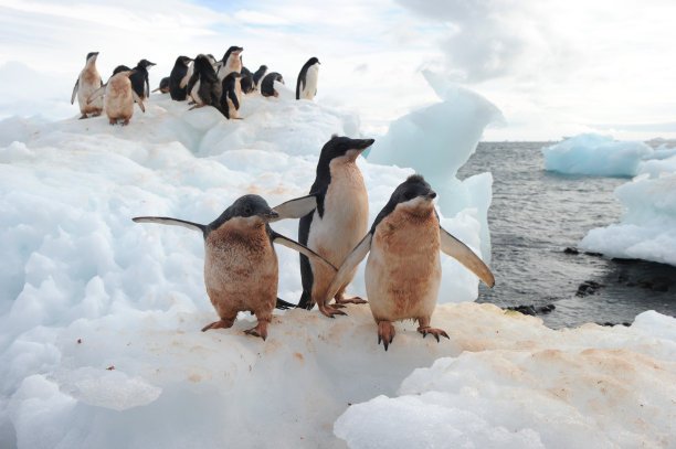 企鹅阿德利-分布最广的企鹅物种。素材图片
