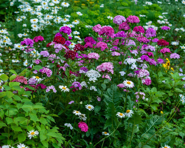 生长在城市花坛上的土耳其康乃馨图片下载