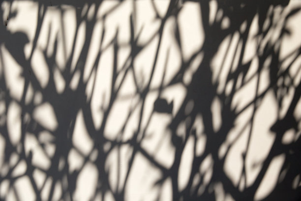 抽象的背景阴影热带植物纹理墙。图片下载