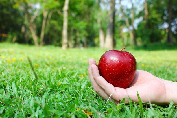 手握红苹果在绿草背景与复制空间。21、地球日，环保理念图片下载