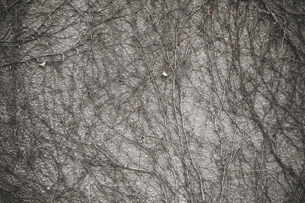 灰色纹理的墙与干燥的常春藤植物藤蔓图片下载