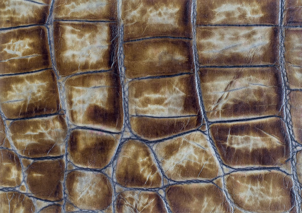 真皮纹理背景。图片下载