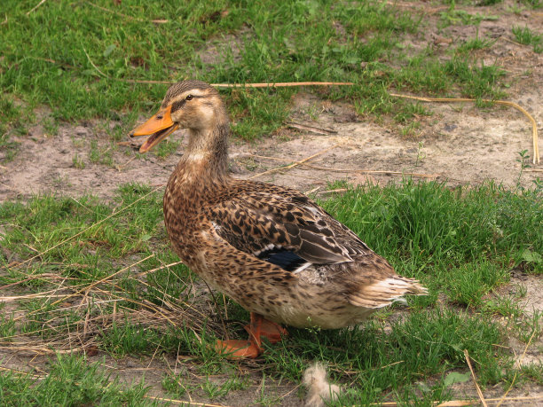 农场里的家鸭。公园装饰鸟在公共场所。设计素材照片图片下载