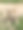 可爱的宠物在房子附近的自然。可怜的流浪狗一边在街上玩耍一边看着摄像机。设计素材照片图片下载
