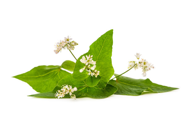 荞麦花图片下载