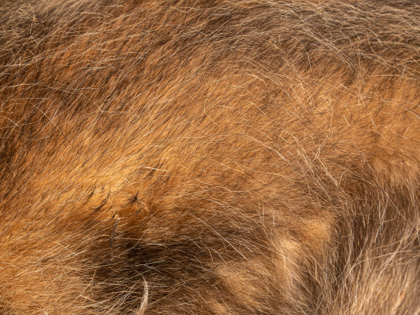 棕色的狗毛质地。红色和黄色的动物落背景。小狗的毛表面。宠物护理广告背景图片下载