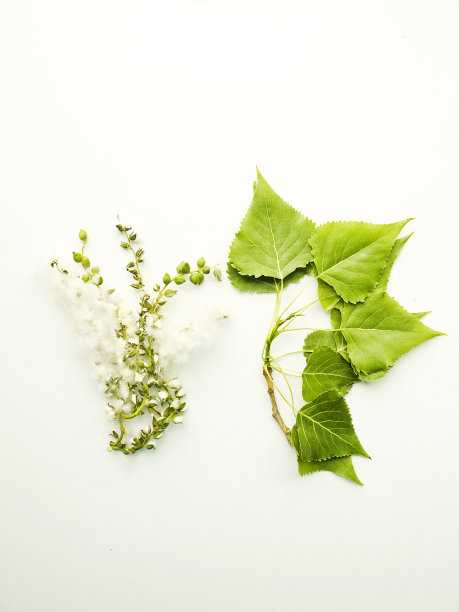 杨树分支图片下载