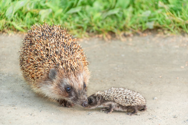 森林路上的两只刺猬。大的和小的刺猬妈妈和婴儿在灰色的背景。野生动物图片下载