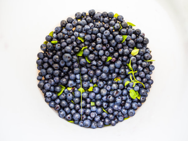 美味新鲜的欧洲蓝莓或越桔，越橘。美味的夏天治疗!图片下载