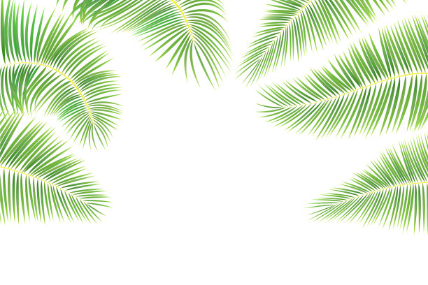 热带棕榈树的叶子在白色的背景。一套绿色异国树叶为您的设计。股票矢量插图在白色孤立的背景。图片下载