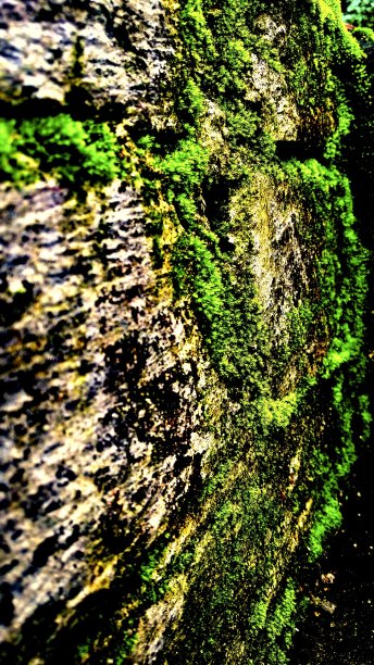 雨天的绿墙。图片下载