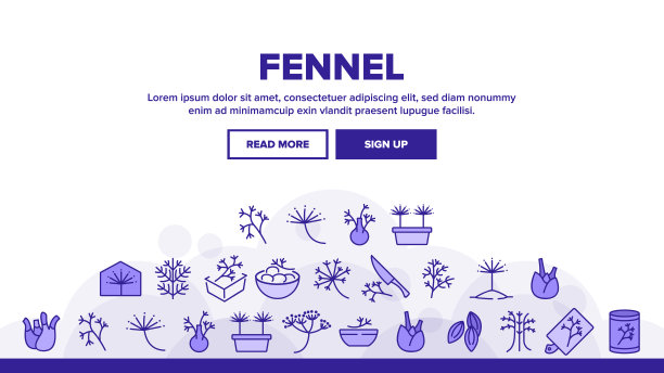 茴香开花植物落地头载体图片下载