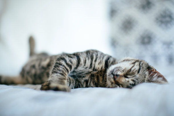 可爱的小猫睡在沙发上图片下载