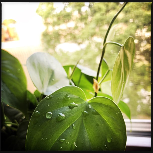 Philodendron叶子上的水滴图片下载
