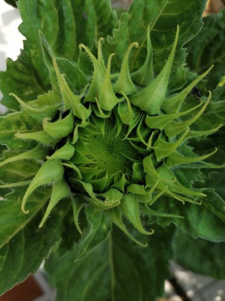 向日葵图片下载