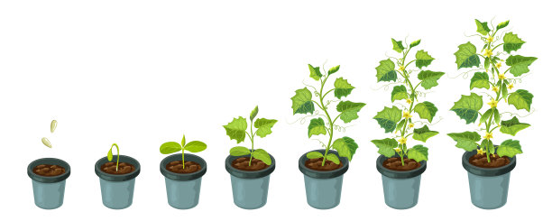 盆栽黄瓜植株图片下载