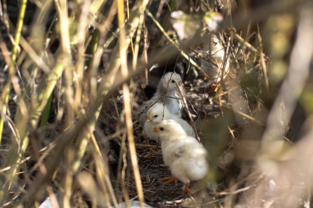 在乡村的自然中散步的鸡。在花丛和灌木丛中，农场动物。设计素材照片图片下载
