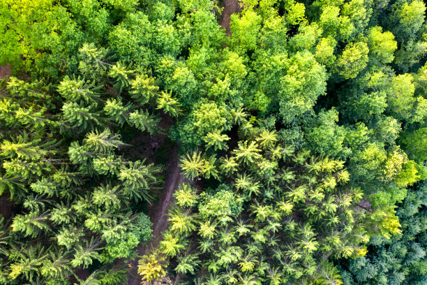 孚日山脉树木鸟瞰图，法国图片下载