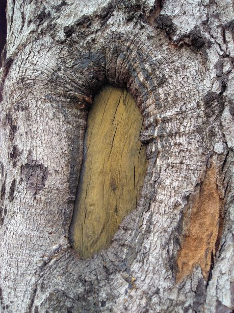 树干的树图片下载