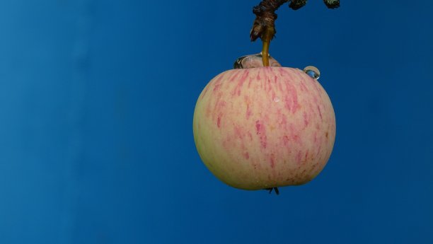一个苹果在蓝色背景上，孤立。水从雨中落下。背景图片。图片下载