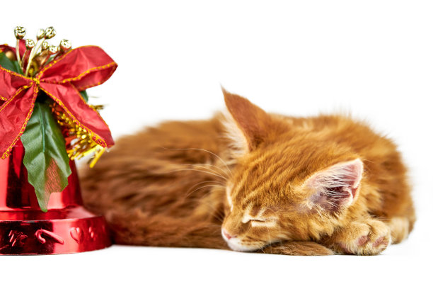 红色睡着的缅因猫，孤立图片下载