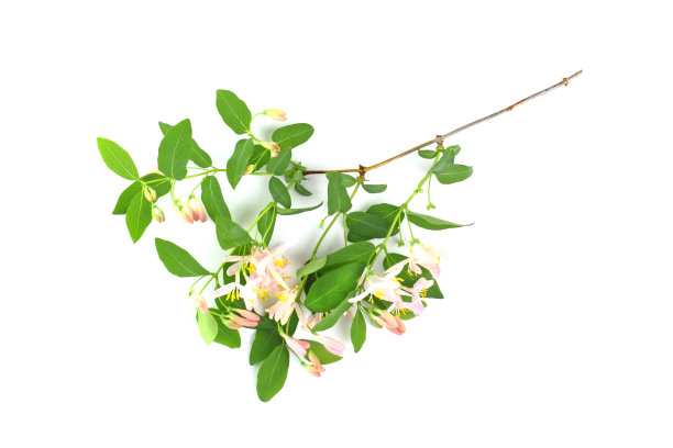 花组成。绿色的枝与精致的粉红色的花特写在一个白色的背景，孤立。春季或夏季概念。图片下载