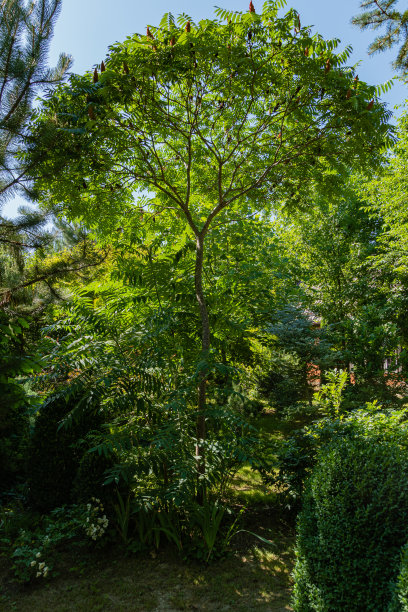 鹿角树(鹿角，鹿心科)。特写镜头。有常青树和落叶植物的景观花园。树木在绿色和蓝天的背景下。设计的自然概念。图片下载