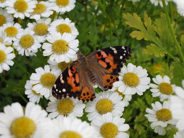 绘女凡妮莎卡杜蝴蝶在雏菊中2020图片下载