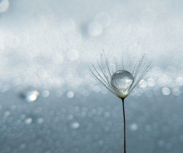 丢掉这蒲公英图片下载