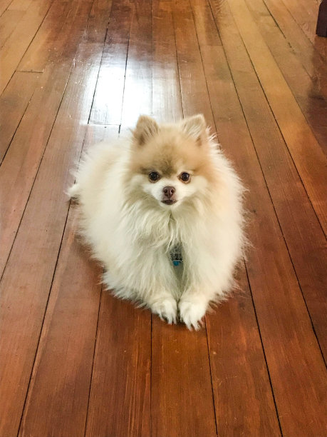 博美犬躺在硬木上图片下载