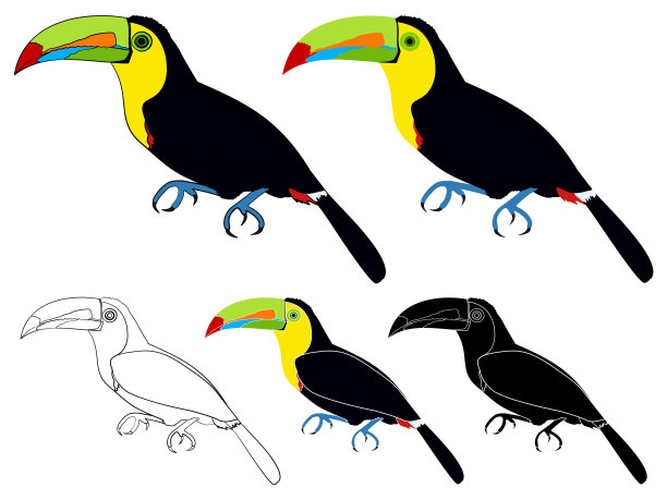 龙骨喙巨嘴鸟鸟着色图片下载