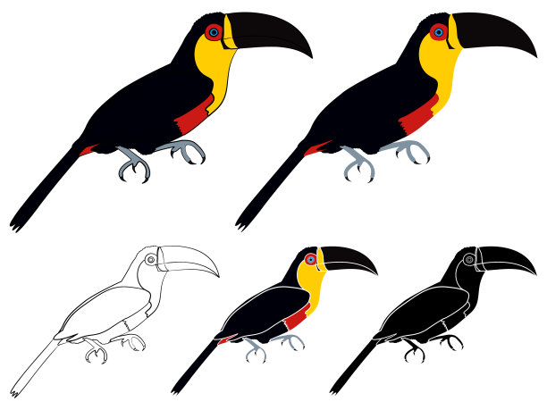 黄胸巨嘴鸟在侧面视图图片下载